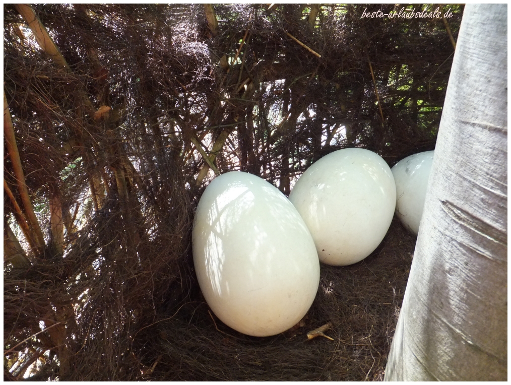 riesige Eier - von wem die wohl  sind?